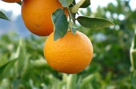 Últimos descubrimientos sobre los beneficios del zumo de naranja para nuestra salud
