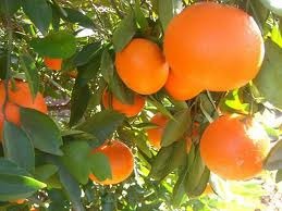 Las mandarinas son fundamentales para luchar contra la obesidad