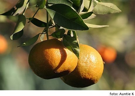 Propiedades y beneficios de las mandarinas