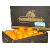 Apfelsinen aus Valencia von CitrusGourmet. Tafelapfelsinen Premium 15 kg