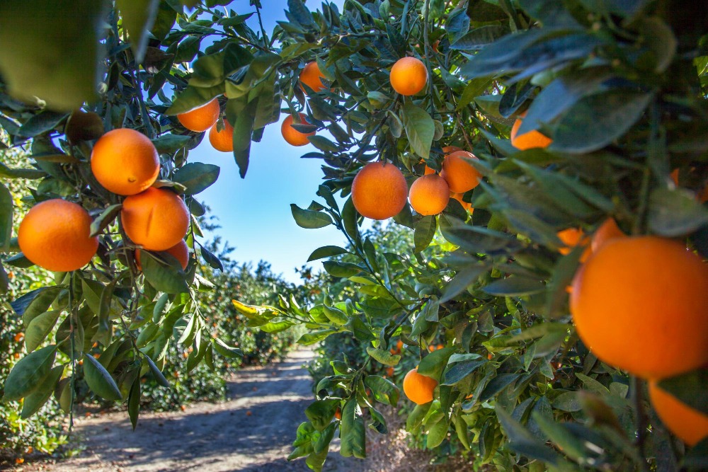 Agricultura española 2025: desafíos y razones para valorar cada mandarina, naranja y miel nacional