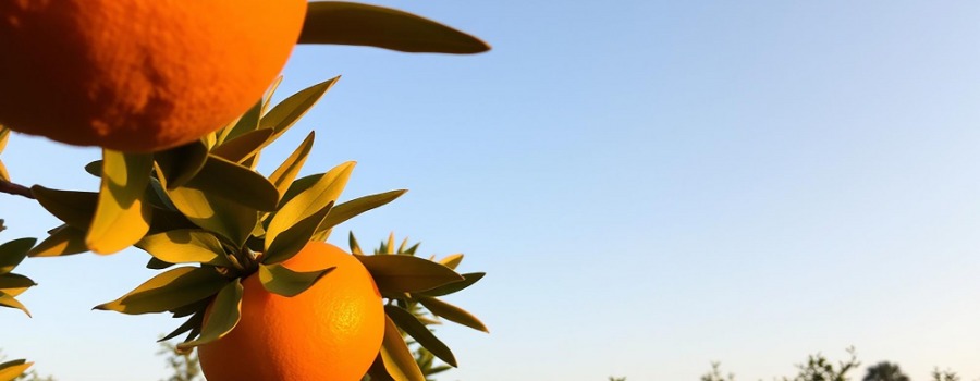 ¿Pueden los fuertes vientos de Oliva (Valencia) afectar a las naranjas y mandarinas?