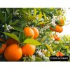 Naranjas Gourmet de Valencia Mesa 20 Kg por 23,99 €