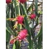 Pitaya 