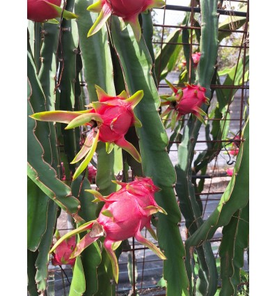 Cajas de pitaya
