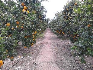 Naranjos CitrusGourmet