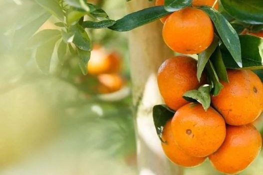 La elección de unas buenas naranjas para disfrutar en invierno