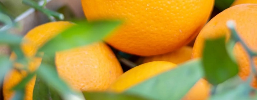 Las naranjas. Fuentes de vitaminas y otros beneficios para la salud