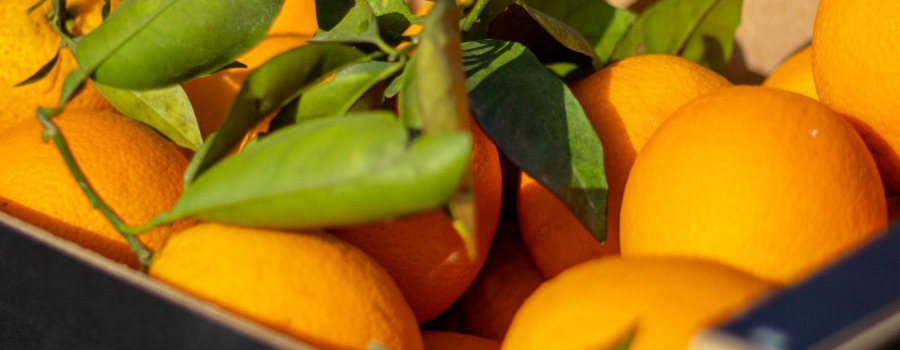 Las mandarinas valencianas las primeras de la temporada
