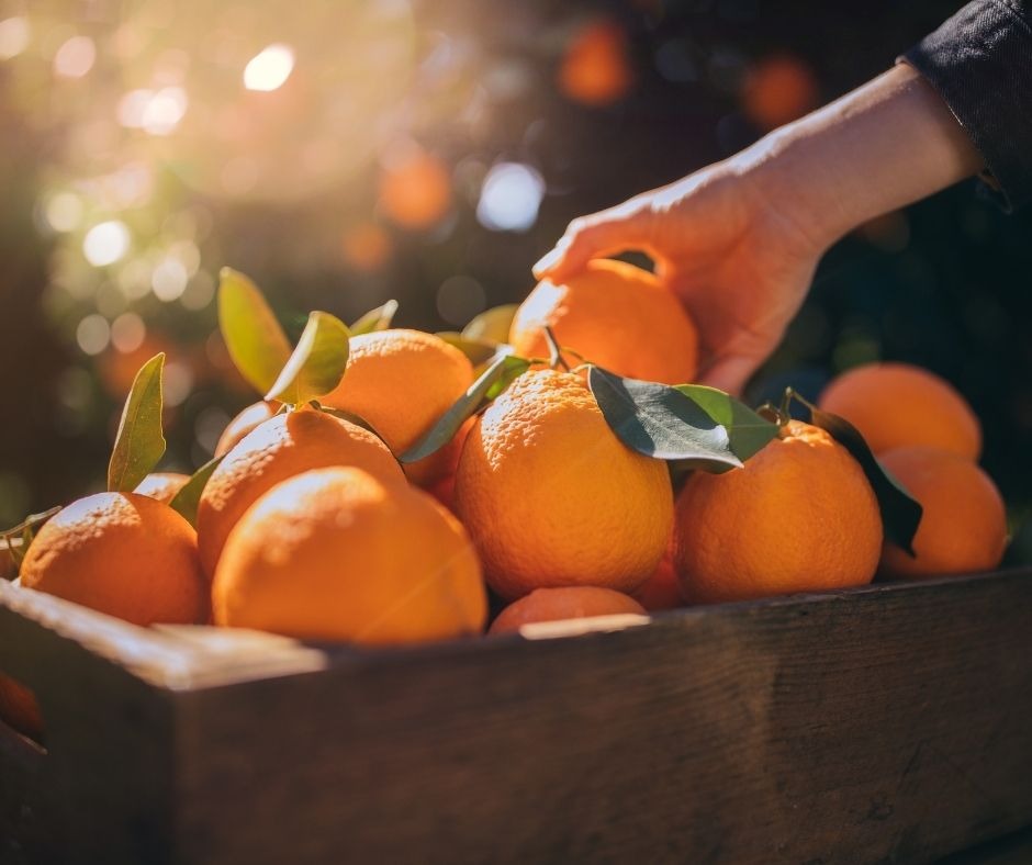 Consigue las mejores naranjas frescas en la tienda online de naranjas