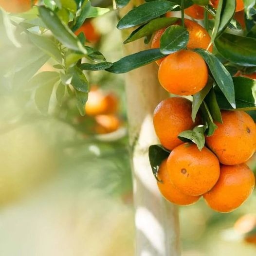 La elección de unas buenas naranjas para disfrutar en invierno