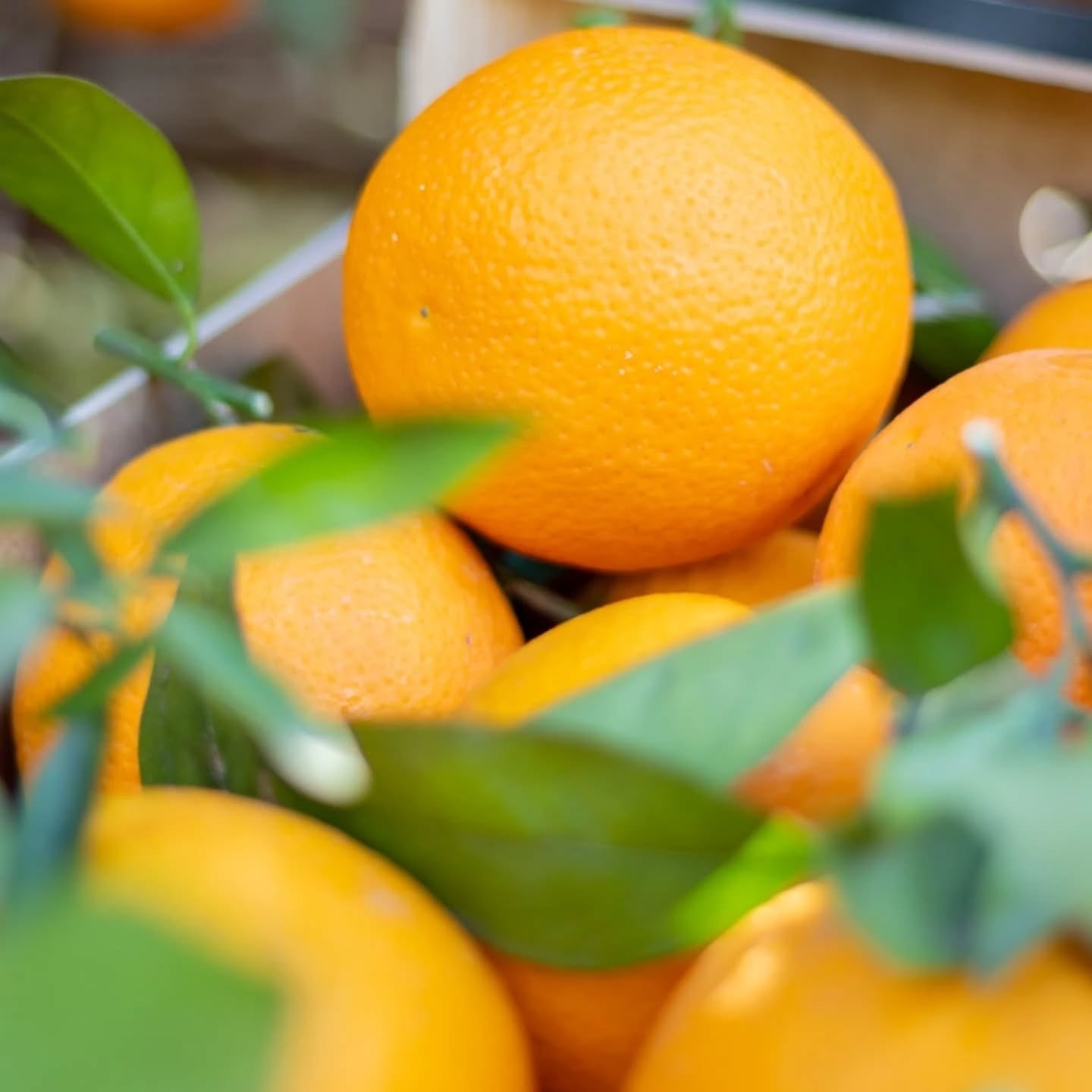 Las naranjas. Fuentes de vitaminas y otros beneficios para la salud