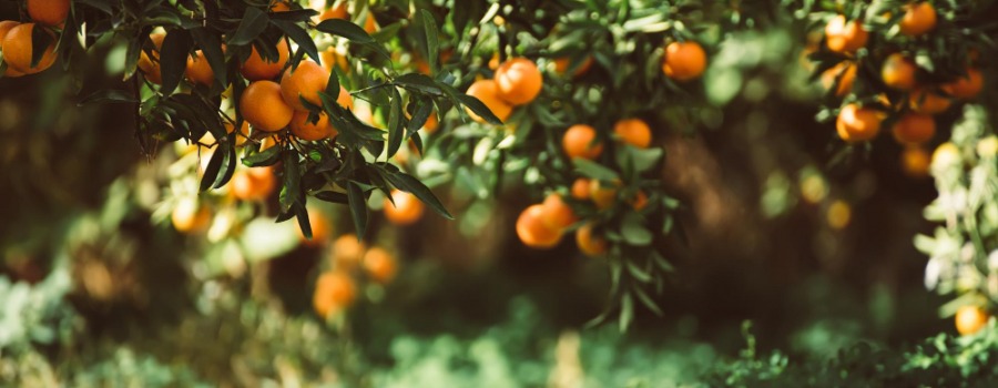 Naranjas, mandarinas y miel: bienestar, sabor… y grandes oportunidades de Black Friday